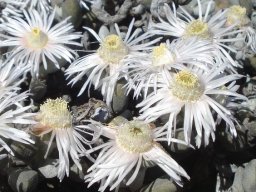 Wooleya farinosa bunched stamens